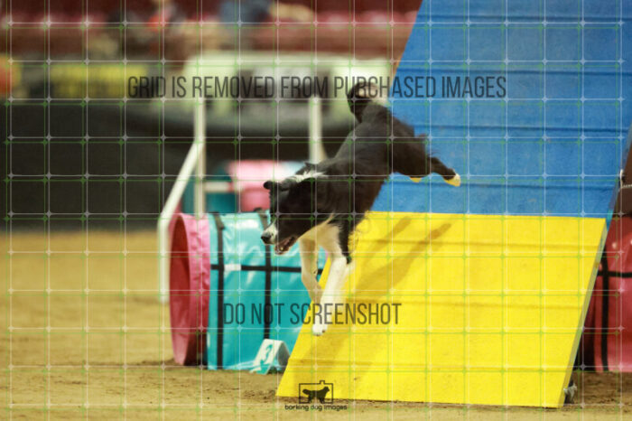 Deseo_Friedl_Saturday_OpenAgility_132_RR_8555
