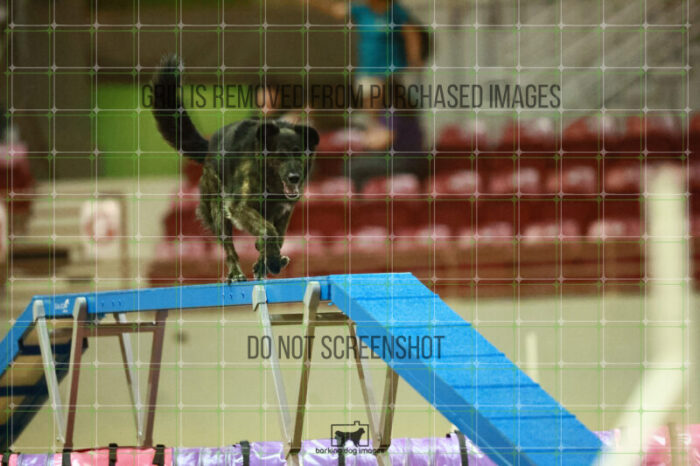 Dexter_Kaminski_Round_1_Agility_181_KO_7894