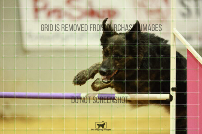 Dexter_Kaminski_Round_1_Agility_181_KO_7914