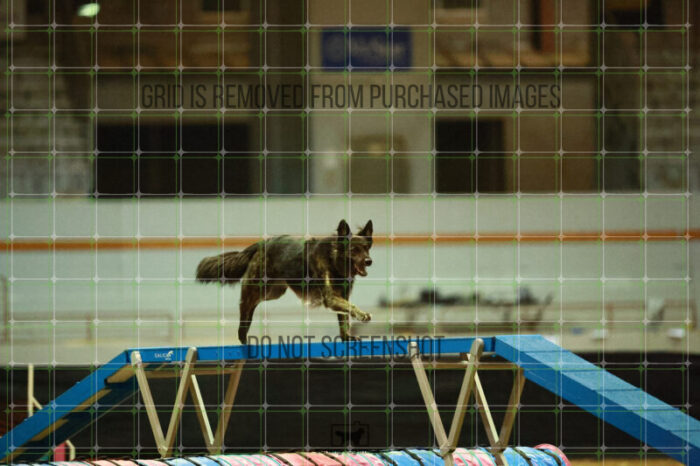 Dexter_Kaminski_Saturday_BiathlonAgilityFinals_226_KO_9781