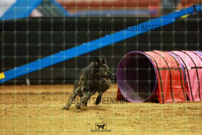 Dexter_Kaminski_Saturday_OpenAgility_164_KO_3873
