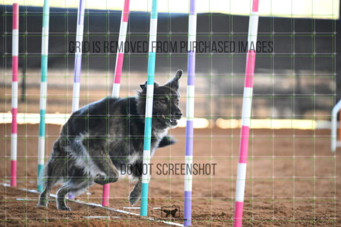 Dexter_Kaminski_Saturday_WTAJumping_132_AS_1386