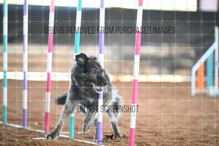 Dexter_Kaminski_Saturday_WTAJumping_132_AS_1389