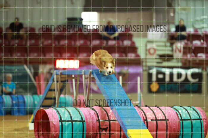 Dominion_Treinen_Friday_MastersAgilityFinal_238_RR_0329
