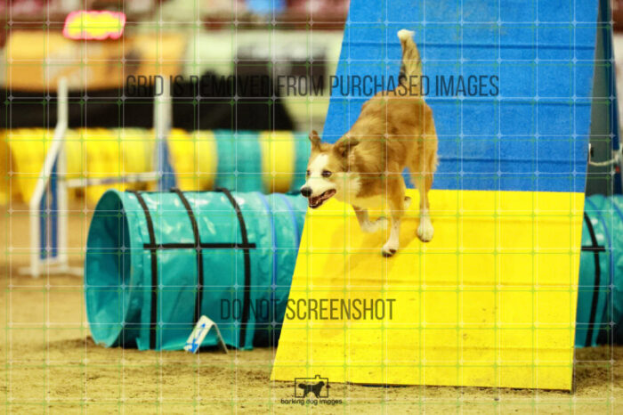 Dominion_Treinen_Ring_2_Saturday_OpenAgility_142_SH_1734