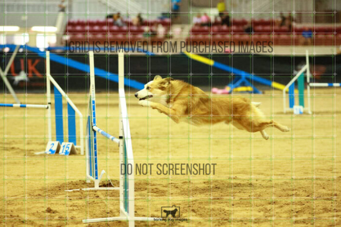 Dominion_Treinen_Ring_2_Saturday_OpenAgility_142_SH_1743
