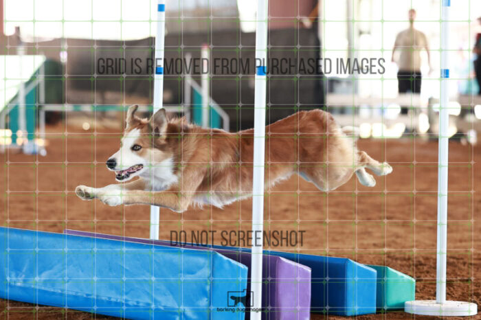Dominion_Treinen_Ring_5_Saturday_WTAJumping_257_JC_4774