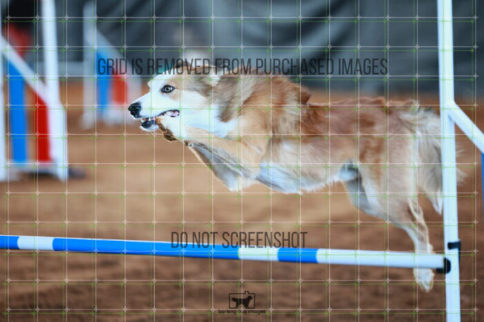 Dominion_Treinen_Ring_6_Wednesday_Speedstakes_SemiFinal_167_JC_1770