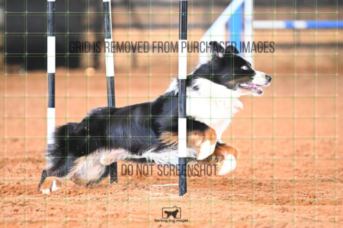 Dougie_Proe_Saturday_WTAJumping_255_KG_6717