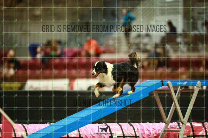 Dougie_Proe_Thursday_Masters_Agility_Heat_128_VW_1402