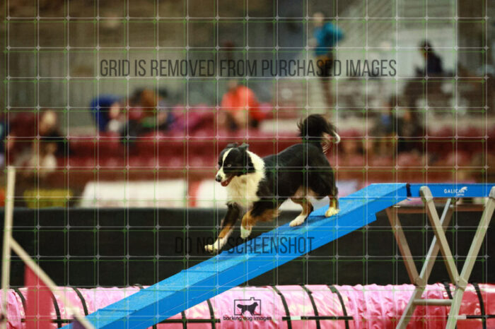 Dougie_Proe_Thursday_Masters_Agility_Heat_128_VW_1403