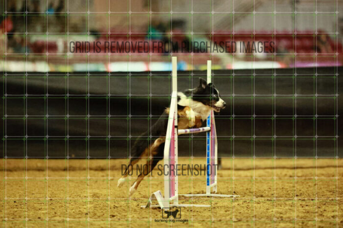 Dougie_Proe_Thursday_Masters_Agility_Heat_128_VW_1410