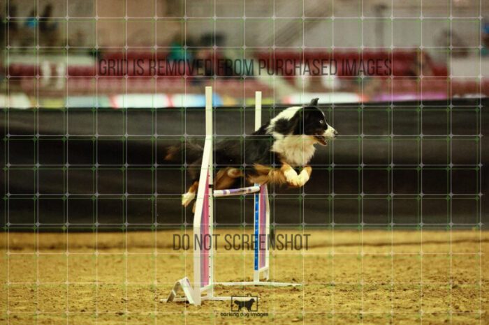 Dougie_Proe_Thursday_Masters_Agility_Heat_128_VW_1412
