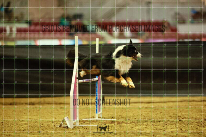 Dougie_Proe_Thursday_Masters_Agility_Heat_128_VW_1413