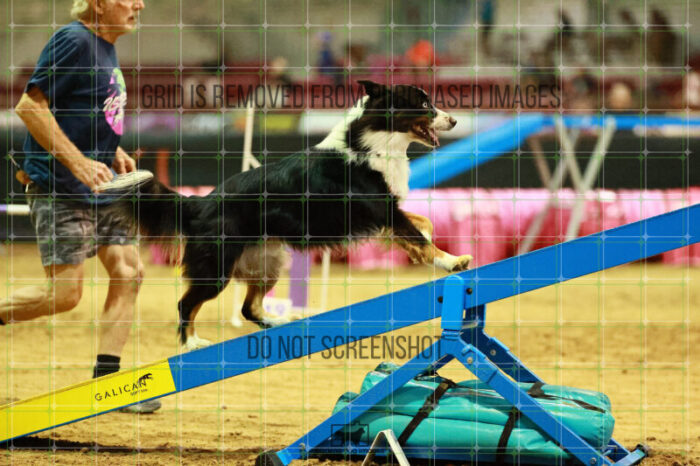 Dougie_Proe_Thursday_Masters_Agility_Heat_128_VW_1416