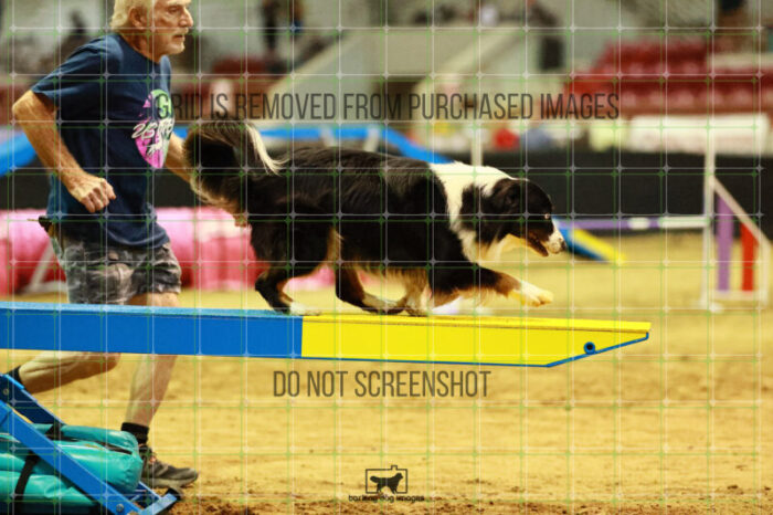 Dougie_Proe_Thursday_Masters_Agility_Heat_128_VW_1426