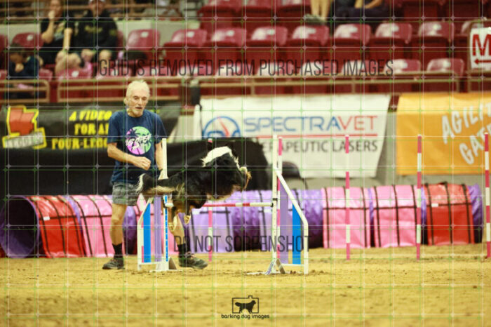 Dougie_Proe_Thursday_Masters_Agility_Heat_128_VW_1436