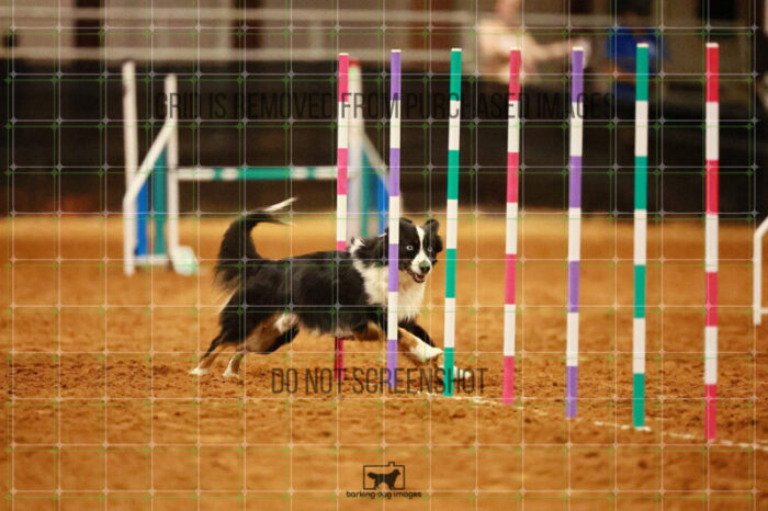 Dougie_Proe_Wednesday_Round_1_Agility_186_JC_7050