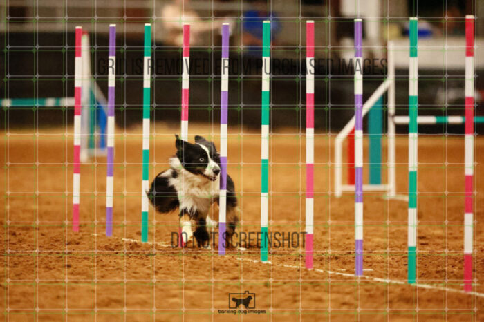 Dougie_Proe_Wednesday_Round_1_Agility_186_JC_7055
