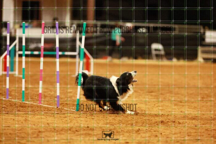 Dougie_Proe_Wednesday_Round_1_Agility_186_JC_7057
