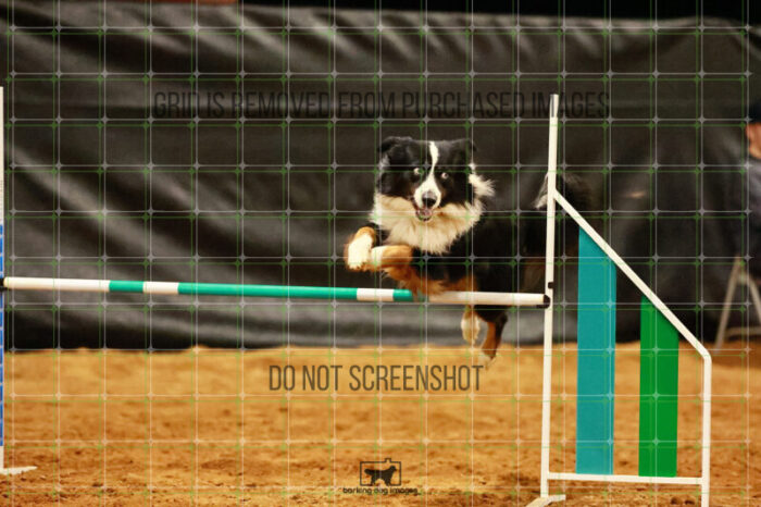 Dougie_Proe_Wednesday_Round_1_Agility_186_JC_7067