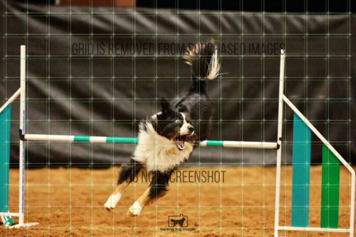 Dougie_Proe_Wednesday_Round_1_Agility_186_JC_7070