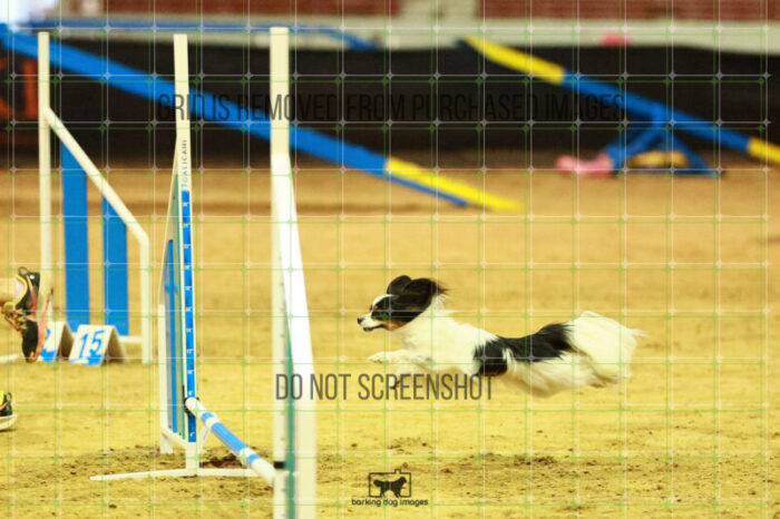 Driver_Rosenberger_Ring_2_Saturday_OpenAgility_162_SH_2538
