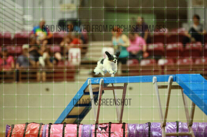 Driver_Rosenberger_Round_1_Agility_114_KO_6089