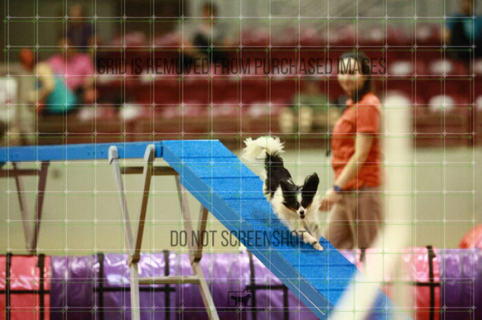 Driver_Rosenberger_Round_1_Agility_114_KO_6092