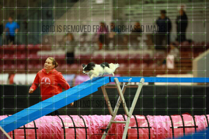 Driver_Rosenberger_Thursday_Masters_Agility_Heat_101_VW_0004