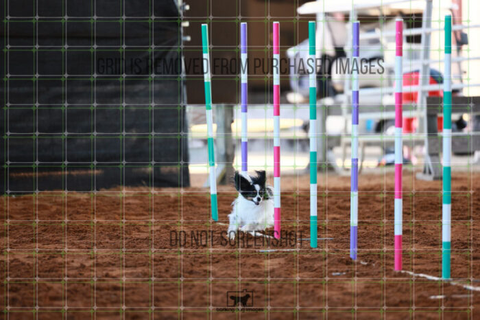 Driver_Rosenberger_Thursday_Masters_Jumping_Heat_166_JC_2011