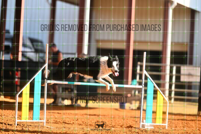 G_T_Lee_Friday_MastersJumpingFinal_166_LB_1889