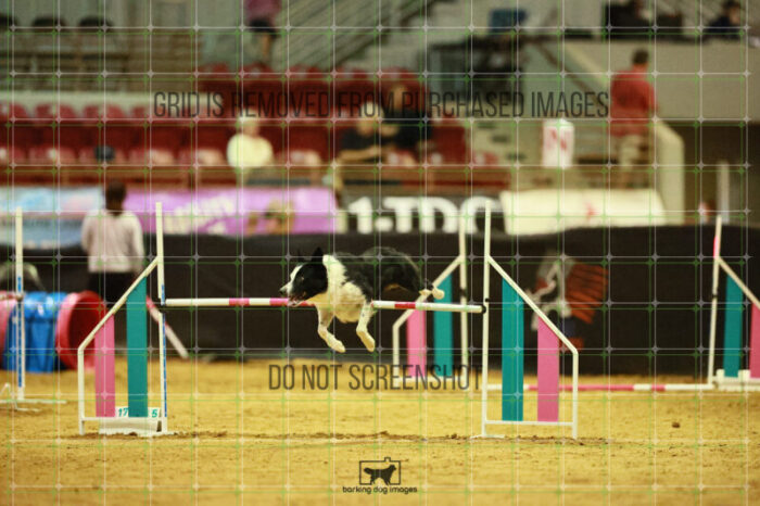 G_T_Lee_Ring_3_Wednesday_Speedstakes_Semi_Final_206_2_VW_4049