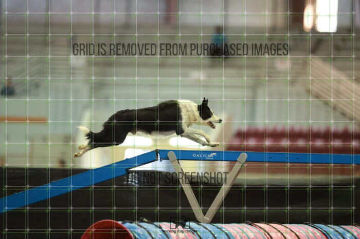 G_T_Lee_Saturday_OpenAgility_191_RR_1415
