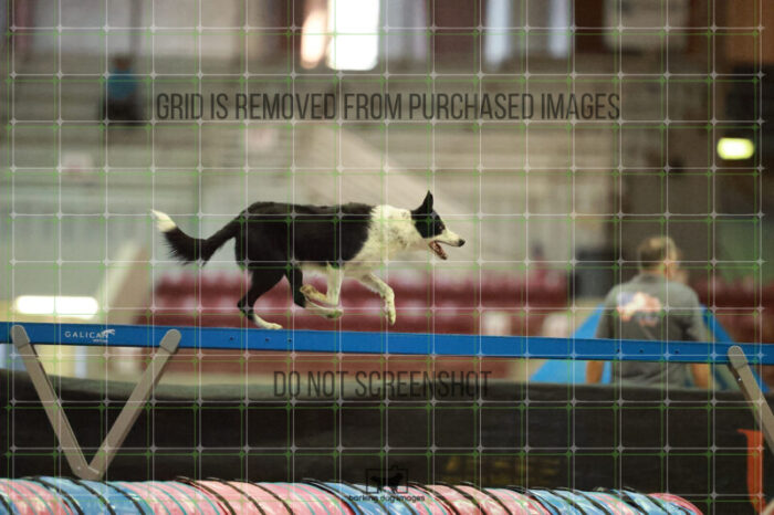 G_T_Lee_Saturday_OpenAgility_191_RR_1418