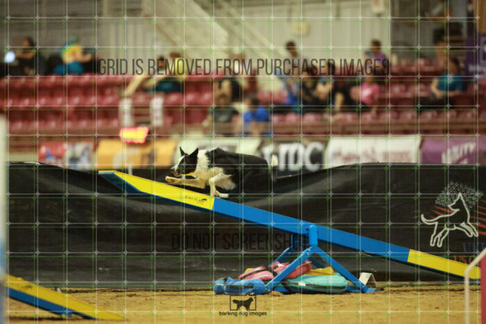 G_T_Lee_Saturday_OpenAgility_191_RR_1424