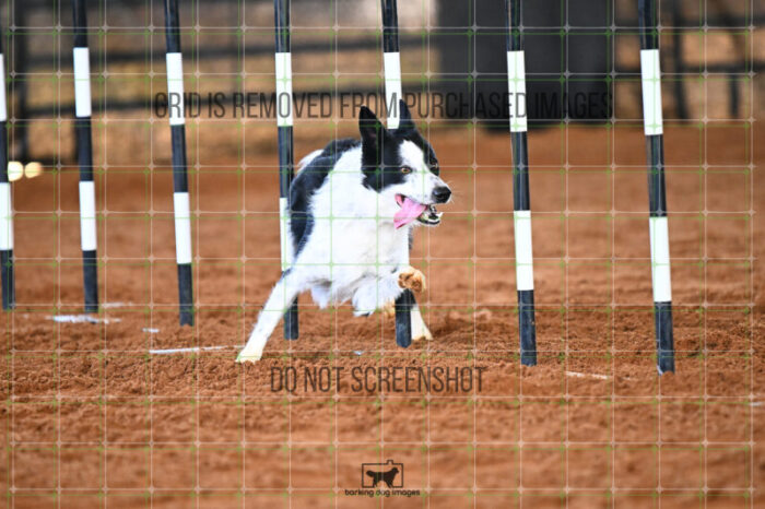 G_T_Lee_Saturday_WTAJumping_208_KG_2636
