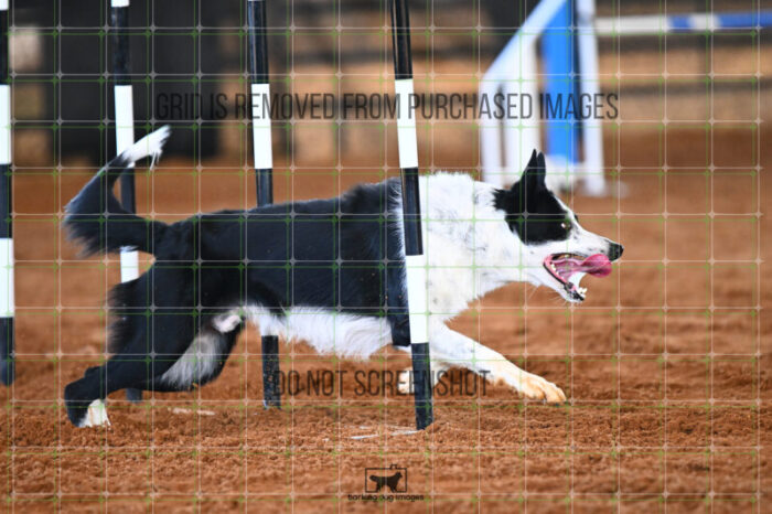 G_T_Lee_Saturday_WTAJumping_208_KG_2646