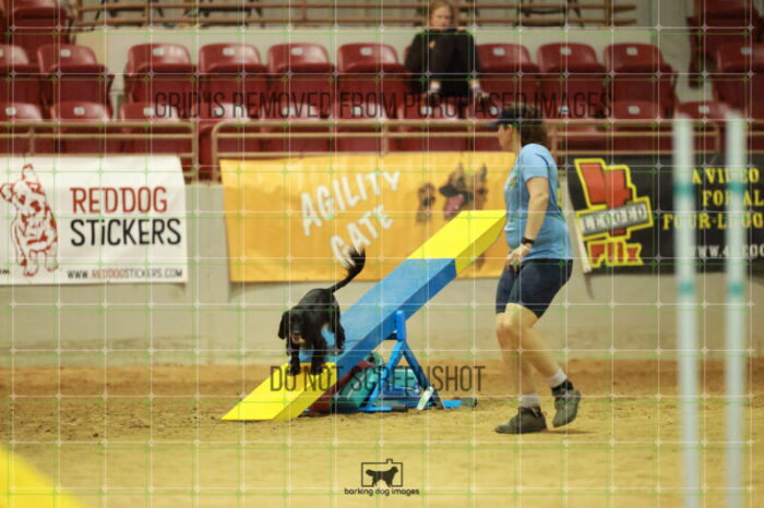 DynaMight_Laufenberg_Friday_MastersAgilityFinal_151_RR_5497