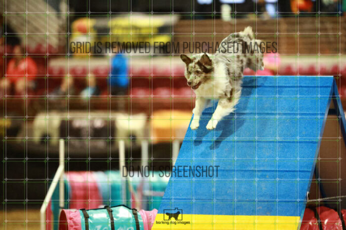 Gallica_Benson_Saturday_OpenAgility_133_NH_0945