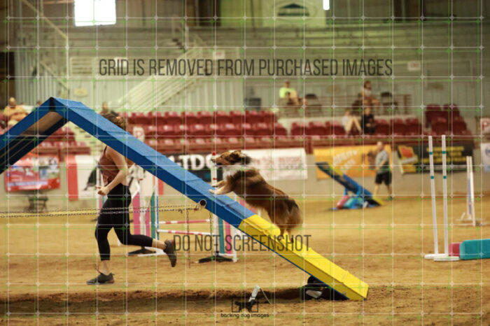 Gimli_Key_Friday_MastersAgilityFinal_149_RR_5316