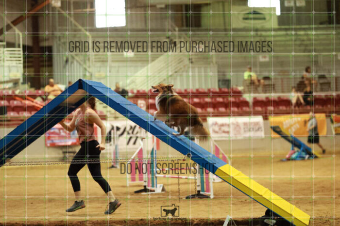 Gimli_Key_Friday_MastersAgilityFinal_149_RR_5319