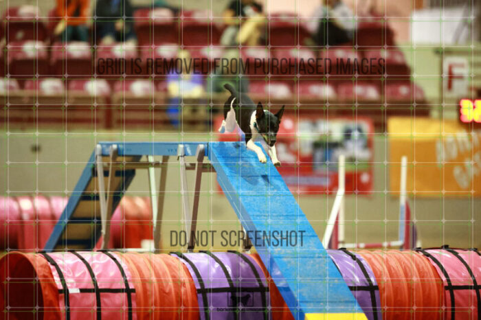 Gnarly_Robinson_Friday_MastersAgilityFinal_129_NH_1014