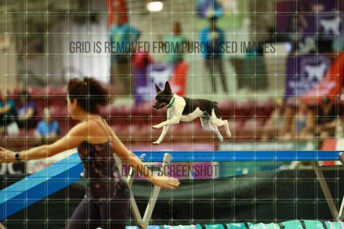 Gnarly_Robinson_Thursday_Masters_Agility_Heat_183_SH_3554