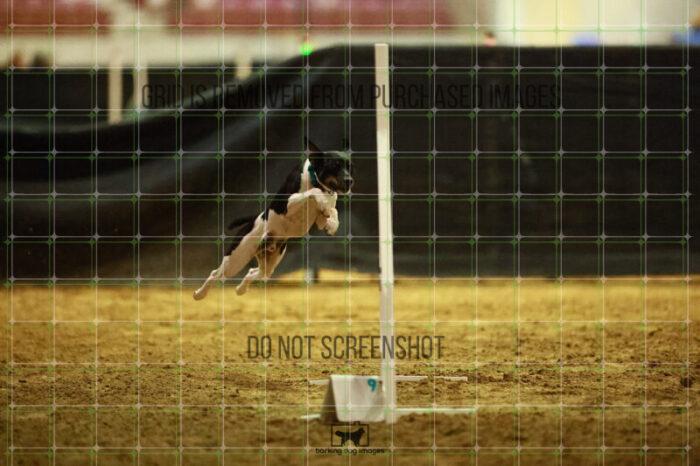 Gnarly_Robinson_Thursday_Masters_Agility_Heat_183_SH_3562