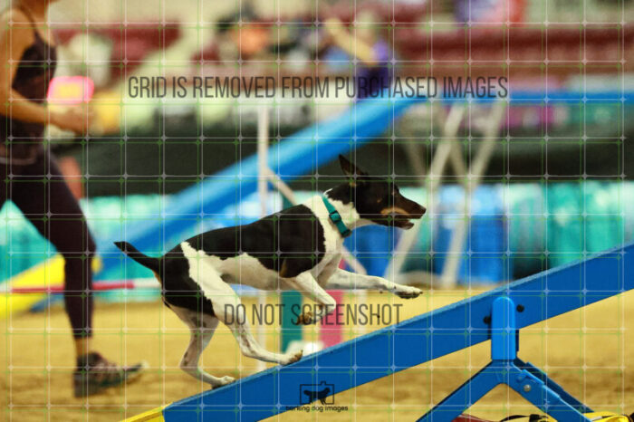 Gnarly_Robinson_Thursday_Masters_Agility_Heat_183_SH_3569