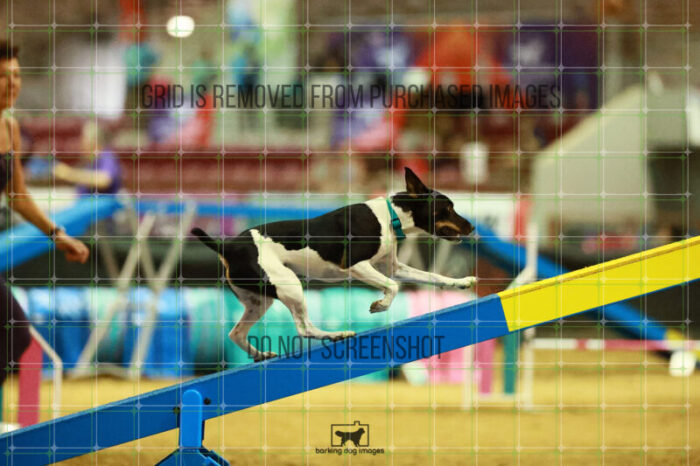 Gnarly_Robinson_Thursday_Masters_Agility_Heat_183_SH_3573