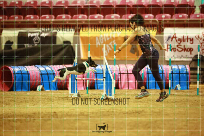 Gnarly_Robinson_Thursday_Masters_Agility_Heat_183_SH_3586