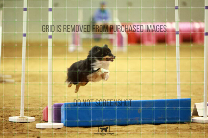 Goal_Angel_Friday_MastersAgilityFinal_127_NH_0913