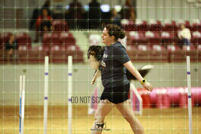 Goal_Angel_Friday_MastersAgilityFinal_127_NH_0956